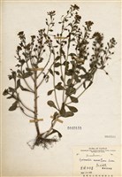 藏品(茅毛珍珠菜)的圖片